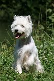 WESTIE 309